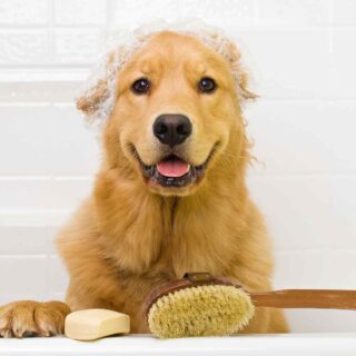https://atelierdewoof.fr/wp-content/uploads/2018/09/post_02-320x320.jpg
