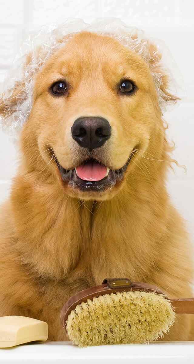 https://atelierdewoof.fr/wp-content/uploads/2018/09/post_02-640x1200.jpg