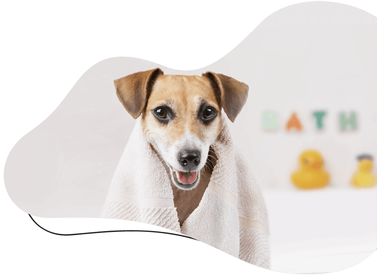 https://atelierdewoof.fr/wp-content/uploads/2019/07/hero_image_01.png