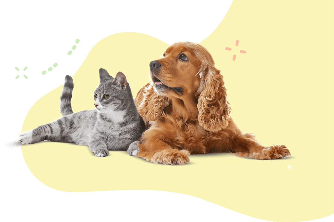 https://atelierdewoof.fr/wp-content/uploads/2019/08/hero_image_11.png
